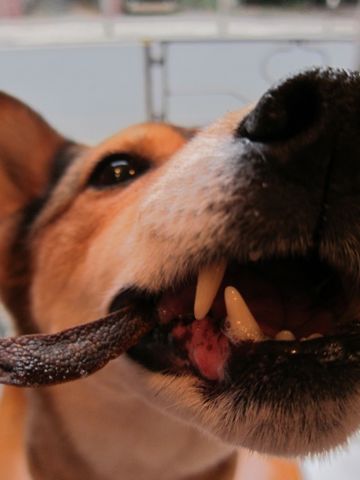 ミックス犬トリミング都内柴犬ミックス抜け毛時期柴犬ミックスシャンプー文京区フントヒュッテ駒込犬歯垢歯石におい口臭歯周病犬の歯磨きデンタルケア効果画像東京hundehutte_21.jpg