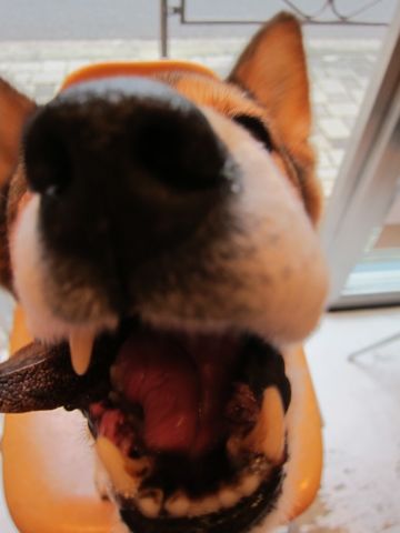 ミックス犬トリミング都内柴犬ミックス抜け毛時期柴犬ミックスシャンプー文京区フントヒュッテ駒込犬歯垢歯石におい口臭歯周病犬の歯磨きデンタルケア効果画像東京hundehutte_22.jpg