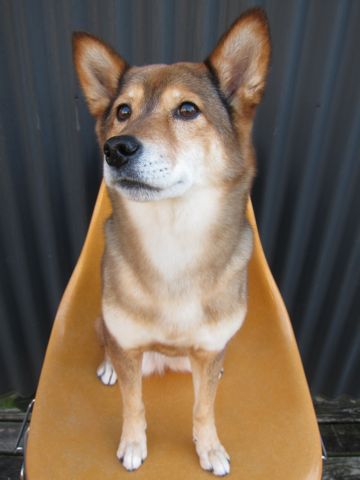 ミックス犬トリミング都内柴犬ミックス抜け毛時期柴犬ミックスシャンプー文京区フントヒュッテ駒込犬歯垢歯石におい口臭歯周病犬の歯磨きデンタルケア効果画像東京hundehutte_23.jpg