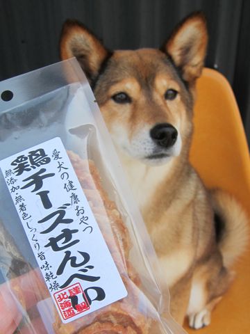 ミックス犬トリミング都内柴犬ミックス抜け毛時期柴犬ミックスシャンプー文京区フントヒュッテ駒込犬歯垢歯石におい口臭歯周病犬の歯磨きデンタルケア効果画像東京hundehutte_25.jpg