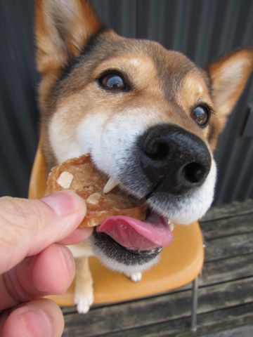 ミックス犬トリミング都内柴犬ミックス抜け毛時期柴犬ミックスシャンプー文京区フントヒュッテ駒込犬歯垢歯石におい口臭歯周病犬の歯磨きデンタルケア効果画像東京hundehutte_26.jpg