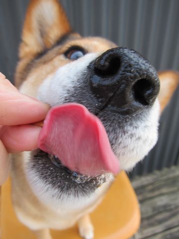ミックス犬トリミング都内柴犬ミックス抜け毛時期柴犬ミックスシャンプー文京区フントヒュッテ駒込犬歯垢歯石におい口臭歯周病犬の歯磨きデンタルケア効果画像東京hundehutte_27.jpg