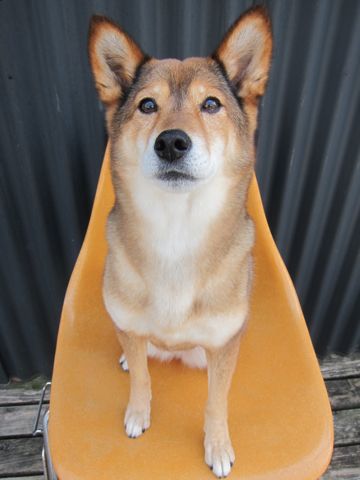 ミックス犬トリミング都内柴犬ミックス抜け毛時期柴犬ミックスシャンプー文京区フントヒュッテ駒込犬歯垢歯石におい口臭歯周病犬の歯磨きデンタルケア効果画像東京hundehutte_29.jpg