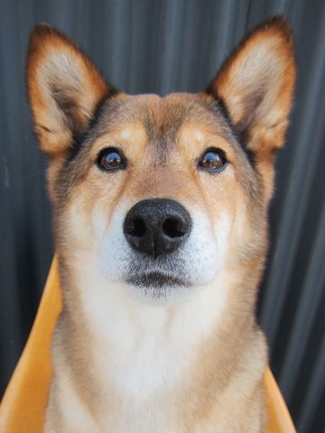 ミックス犬トリミング都内柴犬ミックス抜け毛時期柴犬ミックスシャンプー文京区フントヒュッテ駒込犬歯垢歯石におい口臭歯周病犬の歯磨きデンタルケア効果画像東京hundehutte_30.jpg