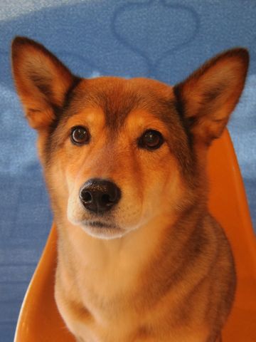 ミックス犬トリミング都内柴犬ミックス抜け毛時期柴犬ミックスシャンプー文京区フントヒュッテ駒込犬歯垢歯石におい口臭歯周病犬の歯磨きデンタルケア効果画像東京hundehutte_24.jpg