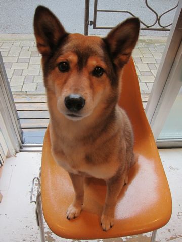 ミックス犬トリミング都内柴犬ミックス抜け毛時期柴犬ミックスシャンプー文京区フントヒュッテ駒込犬歯垢歯石におい口臭歯周病犬の歯磨きデンタルケア効果画像東京hundehutte_31.jpg