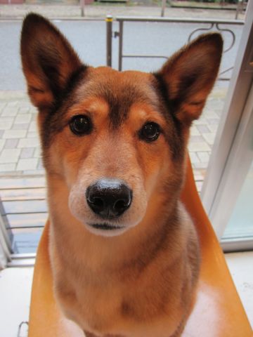 ミックス犬トリミング都内柴犬ミックス抜け毛時期柴犬ミックスシャンプー文京区フントヒュッテ駒込犬歯垢歯石におい口臭歯周病犬の歯磨きデンタルケア効果画像東京hundehutte_32.jpg
