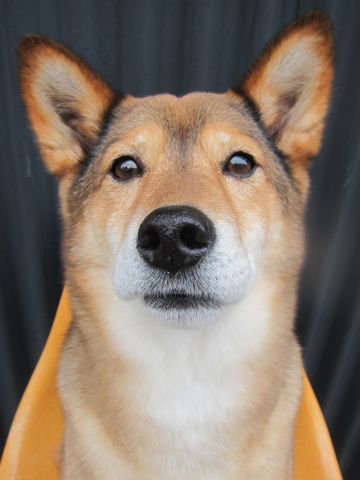 ミックス犬トリミング都内柴犬ミックス抜け毛時期柴犬ミックスシャンプー文京区フントヒュッテ駒込犬歯垢歯石におい口臭歯周病犬の歯磨きデンタルケア効果画像東京hundehutte_33.jpg