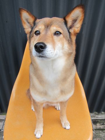 ミックス犬トリミング都内柴犬ミックス抜け毛時期柴犬ミックスシャンプー文京区フントヒュッテ駒込犬歯垢歯石におい口臭歯周病犬の歯磨きデンタルケア効果画像東京hundehutte_34.jpg