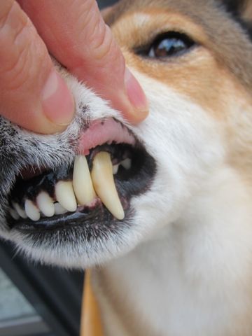 ミックス犬トリミング都内柴犬ミックス抜け毛時期柴犬ミックスシャンプー文京区フントヒュッテ駒込犬歯垢歯石におい口臭歯周病犬の歯磨きデンタルケア効果画像東京hundehutte_35.jpg