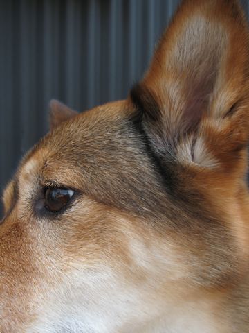 ミックス犬トリミング都内柴犬ミックス抜け毛時期柴犬ミックスシャンプー文京区フントヒュッテ駒込犬歯垢歯石におい口臭歯周病犬の歯磨きデンタルケア効果画像東京hundehutte_36.jpg