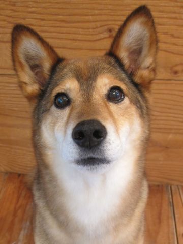 ミックス犬トリミング都内柴犬ミックス抜け毛時期柴犬ミックスシャンプー文京区フントヒュッテ駒込犬歯垢歯石におい口臭歯周病犬の歯磨きデンタルケア効果画像東京hundehutte_37.jpg
