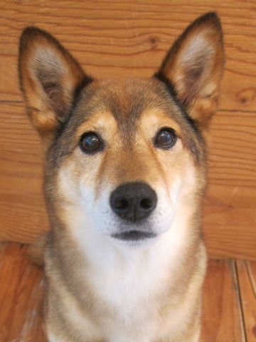 ミックス犬トリミング都内柴犬ミックス抜け毛時期柴犬ミックスシャンプー文京区フントヒュッテ駒込犬歯垢歯石におい口臭歯周病犬の歯磨きデンタルケア効果画像東京hundehutte_38.jpg