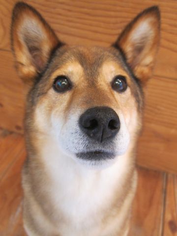 ミックス犬トリミング都内柴犬ミックス抜け毛時期柴犬ミックスシャンプー文京区フントヒュッテ駒込犬歯垢歯石におい口臭歯周病犬の歯磨きデンタルケア効果画像東京hundehutte_39.jpg