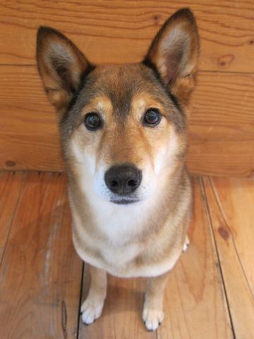 ミックス犬トリミング都内柴犬ミックス抜け毛時期柴犬ミックスシャンプー文京区フントヒュッテ駒込犬歯垢歯石におい口臭歯周病犬の歯磨きデンタルケア効果画像東京hundehutte_40.jpg
