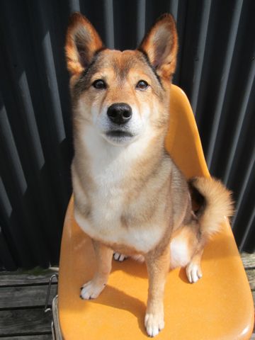 ミックス犬トリミング都内柴犬ミックス抜け毛時期柴犬ミックスシャンプー文京区フントヒュッテ駒込犬歯垢歯石におい口臭歯周病犬の歯磨きデンタルケア効果画像東京hundehutte_41.jpg