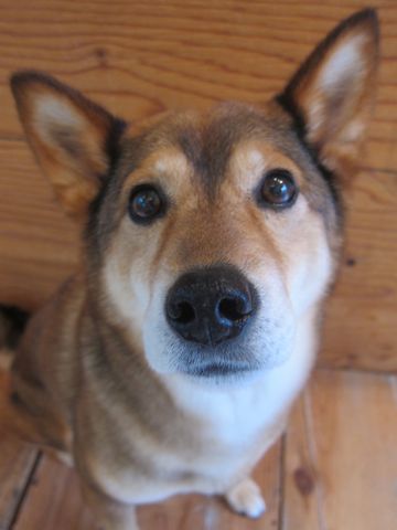 ミックス犬トリミング都内柴犬ミックス抜け毛時期柴犬ミックスシャンプー文京区フントヒュッテ駒込犬歯垢歯石におい口臭歯周病犬の歯磨きデンタルケア効果画像東京hundehutte_42.jpg