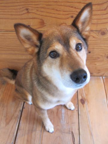 ミックス犬トリミング都内柴犬ミックス抜け毛時期柴犬ミックスシャンプー文京区フントヒュッテ駒込犬歯垢歯石におい口臭歯周病犬の歯磨きデンタルケア効果画像東京hundehutte_43.jpg