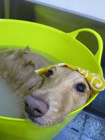 ダックスフントミニチュアトリミング都内フントヒュッテ駒込かわいいダックストリミング画像hundehutte文京区犬歯磨き歯垢歯石除去ゼオライトデンタルケア犬温泉東京_1.jpg