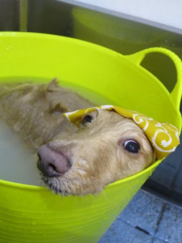 ダックスフントミニチュアトリミング都内フントヒュッテ駒込かわいいダックストリミング画像hundehutte文京区犬歯磨き歯垢歯石除去ゼオライトデンタルケア犬温泉東京_2.jpg