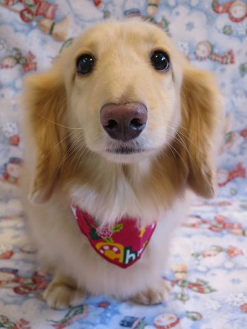 ダックスフントミニチュアトリミング都内フントヒュッテ駒込かわいいダックストリミング画像hundehutte文京区犬歯磨き歯垢歯石除去ゼオライトデンタルケア犬温泉東京_3.jpg