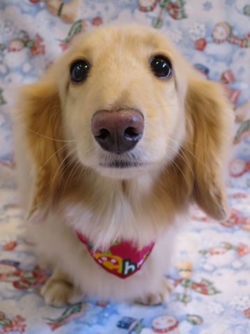 ダックスフントミニチュアトリミング都内フントヒュッテ駒込かわいいダックストリミング画像hundehutte文京区犬歯磨き歯垢歯石除去ゼオライトデンタルケア犬温泉東京_4.jpg