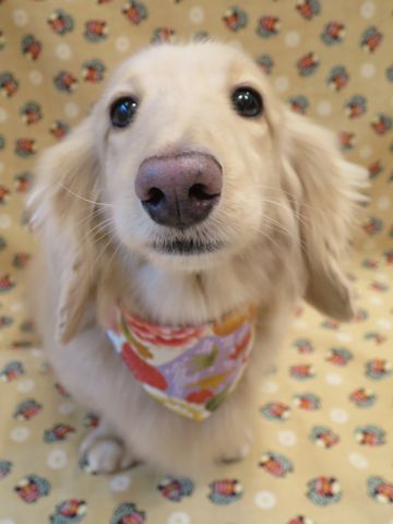 ダックスフントミニチュアトリミング都内フントヒュッテ駒込かわいいダックストリミング画像hundehutte文京区犬歯磨き歯垢歯石除去ゼオライトデンタルケア犬温泉東京_5.jpg