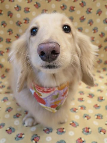 ダックスフントミニチュアトリミング都内フントヒュッテ駒込かわいいダックストリミング画像hundehutte文京区犬歯磨き歯垢歯石除去ゼオライトデンタルケア犬温泉東京_6.jpg