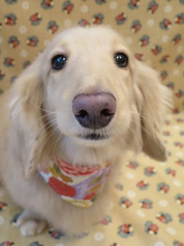 ダックスフントミニチュアトリミング都内フントヒュッテ駒込かわいいダックストリミング画像hundehutte文京区犬歯磨き歯垢歯石除去ゼオライトデンタルケア犬温泉東京_7.jpg