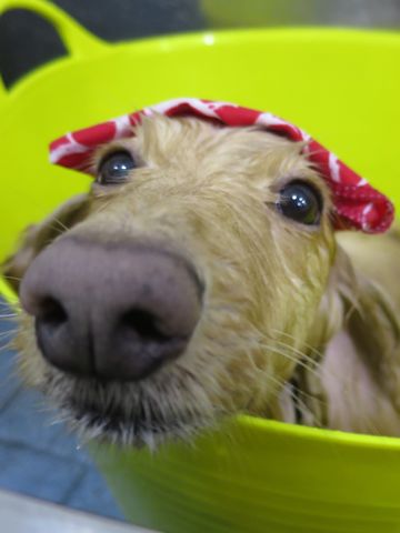 ダックスフントミニチュアトリミング都内フントヒュッテ駒込かわいいダックストリミング画像hundehutte文京区犬歯磨き歯垢歯石除去ゼオライトデンタルケア犬温泉東京_8.jpg