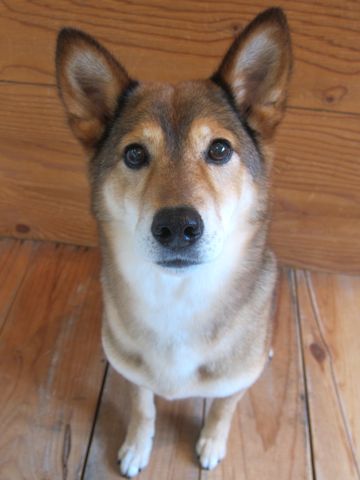 ミックス犬トリミング都内柴犬ミックス抜け毛時期柴犬ミックスシャンプー文京区フントヒュッテ駒込犬歯垢歯石におい口臭歯周病犬の歯磨きデンタルケア効果画像東京hundehutte_45.jpg