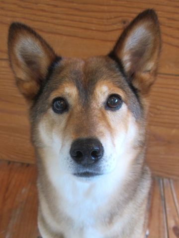 ミックス犬トリミング都内柴犬ミックス抜け毛時期柴犬ミックスシャンプー文京区フントヒュッテ駒込犬歯垢歯石におい口臭歯周病犬の歯磨きデンタルケア効果画像東京hundehutte_46.jpg