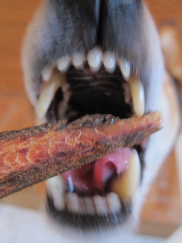 ミックス犬トリミング都内柴犬ミックス抜け毛時期柴犬ミックスシャンプー文京区フントヒュッテ駒込犬歯垢歯石におい口臭歯周病犬の歯磨きデンタルケア効果画像東京hundehutte_47.jpg