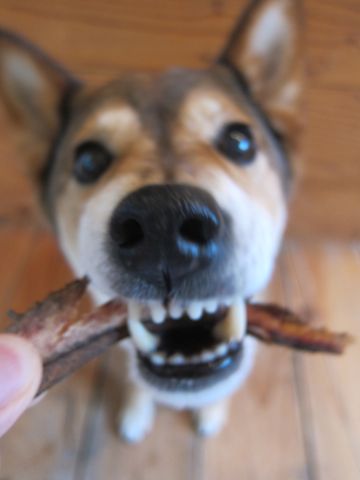 ミックス犬トリミング都内柴犬ミックス抜け毛時期柴犬ミックスシャンプー文京区フントヒュッテ駒込犬歯垢歯石におい口臭歯周病犬の歯磨きデンタルケア効果画像東京hundehutte_48.jpg