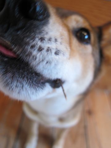 ミックス犬トリミング都内柴犬ミックス抜け毛時期柴犬ミックスシャンプー文京区フントヒュッテ駒込犬歯垢歯石におい口臭歯周病犬の歯磨きデンタルケア効果画像東京hundehutte_49.jpg