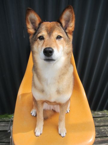 ミックス犬トリミング都内柴犬ミックス抜け毛時期柴犬ミックスシャンプー文京区フントヒュッテ駒込犬歯垢歯石におい口臭歯周病犬の歯磨きデンタルケア効果画像東京hundehutte_50.jpg