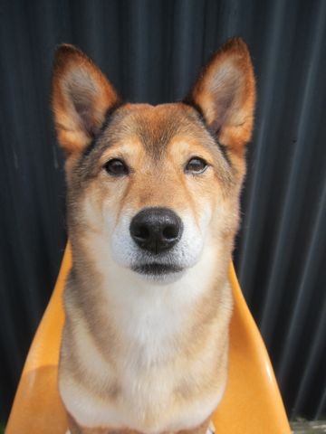 ミックス犬トリミング都内柴犬ミックス抜け毛時期柴犬ミックスシャンプー文京区フントヒュッテ駒込犬歯垢歯石におい口臭歯周病犬の歯磨きデンタルケア効果画像東京hundehutte_51.jpg