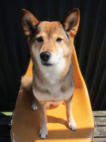 ミックス犬トリミング都内柴犬ミックス抜け毛時期柴犬ミックスシャンプー文京区フントヒュッテ駒込犬歯垢歯石におい口臭歯周病犬の歯磨きデンタルケア効果画像東京hundehutte_52.jpg