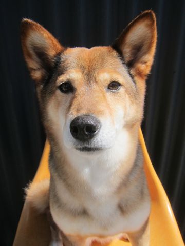 ミックス犬トリミング都内柴犬ミックス抜け毛時期柴犬ミックスシャンプー文京区フントヒュッテ駒込犬歯垢歯石におい口臭歯周病犬の歯磨きデンタルケア効果画像東京hundehutte_53.jpg