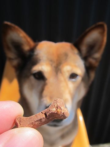ミックス犬トリミング都内柴犬ミックス抜け毛時期柴犬ミックスシャンプー文京区フントヒュッテ駒込犬歯垢歯石におい口臭歯周病犬の歯磨きデンタルケア効果画像東京hundehutte_54.jpg
