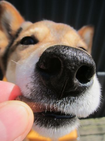 ミックス犬トリミング都内柴犬ミックス抜け毛時期柴犬ミックスシャンプー文京区フントヒュッテ駒込犬歯垢歯石におい口臭歯周病犬の歯磨きデンタルケア効果画像東京hundehutte_55.jpg