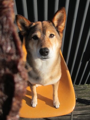 ミックス犬トリミング都内柴犬ミックス抜け毛時期柴犬ミックスシャンプー文京区フントヒュッテ駒込犬歯垢歯石におい口臭歯周病犬の歯磨きデンタルケア効果画像東京hundehutte_58.jpg