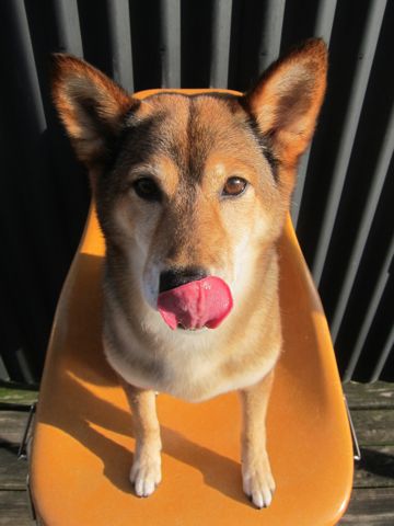 ミックス犬トリミング都内柴犬ミックス抜け毛時期柴犬ミックスシャンプー文京区フントヒュッテ駒込犬歯垢歯石におい口臭歯周病犬の歯磨きデンタルケア効果画像東京hundehutte_59.jpg