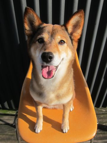 ミックス犬トリミング都内柴犬ミックス抜け毛時期柴犬ミックスシャンプー文京区フントヒュッテ駒込犬歯垢歯石におい口臭歯周病犬の歯磨きデンタルケア効果画像東京hundehutte_60.jpg