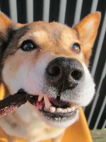 ミックス犬トリミング都内柴犬ミックス抜け毛時期柴犬ミックスシャンプー文京区フントヒュッテ駒込犬歯垢歯石におい口臭歯周病犬の歯磨きデンタルケア効果画像東京hundehutte_61.jpg