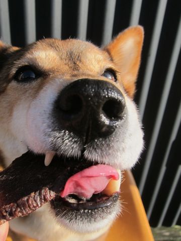 ミックス犬トリミング都内柴犬ミックス抜け毛時期柴犬ミックスシャンプー文京区フントヒュッテ駒込犬歯垢歯石におい口臭歯周病犬の歯磨きデンタルケア効果画像東京hundehutte_62.jpg