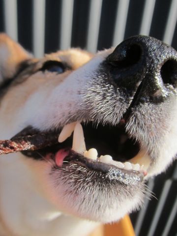 ミックス犬トリミング都内柴犬ミックス抜け毛時期柴犬ミックスシャンプー文京区フントヒュッテ駒込犬歯垢歯石におい口臭歯周病犬の歯磨きデンタルケア効果画像東京hundehutte_63.jpg