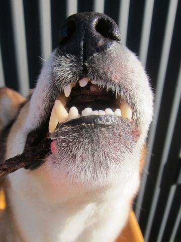 ミックス犬トリミング都内柴犬ミックス抜け毛時期柴犬ミックスシャンプー文京区フントヒュッテ駒込犬歯垢歯石におい口臭歯周病犬の歯磨きデンタルケア効果画像東京hundehutte_64.jpg