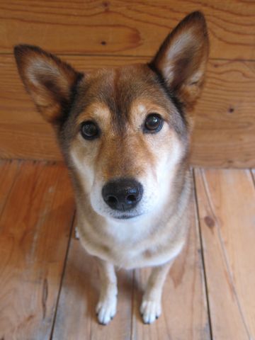 ミックス犬トリミング都内柴犬ミックス抜け毛時期柴犬ミックスシャンプー文京区フントヒュッテ駒込犬歯垢歯石におい口臭歯周病犬の歯磨きデンタルケア効果画像東京hundehutte_65.jpg