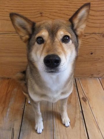 ミックス犬トリミング都内柴犬ミックス抜け毛時期柴犬ミックスシャンプー文京区フントヒュッテ駒込犬歯垢歯石におい口臭歯周病犬の歯磨きデンタルケア効果画像東京hundehutte_66.jpg